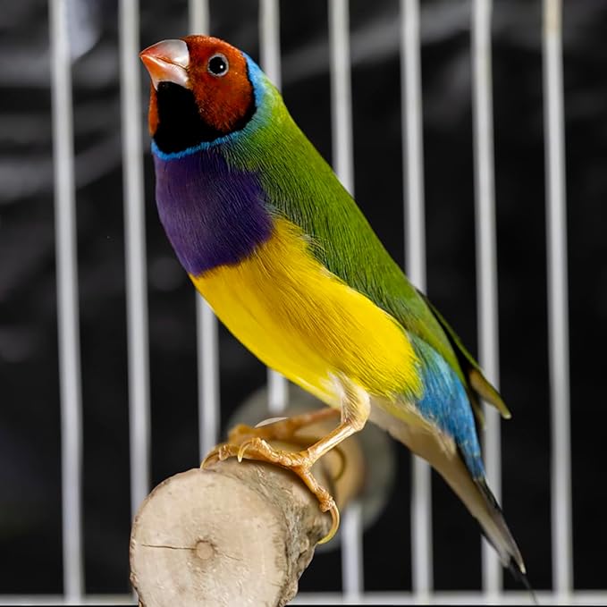 4 Pcs Natural Wooden Bird Perch Parrot Stand, 2 Grape Wood Perches, A Stand Fork Standing Branch, A Paw Grinding Fork, Bird Cage Accessories for Parakeets, Birdcage Sticks & Toys for Budgies, Finches-PawvioPets