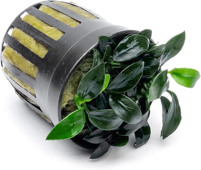 Anubias Live Aquarium Plants - Potted Freshwater Plant for Fish Tanks, Terrariums - Beginner Friendly Low Light (Jungle Star, 1 Pot)-PawvioPets
