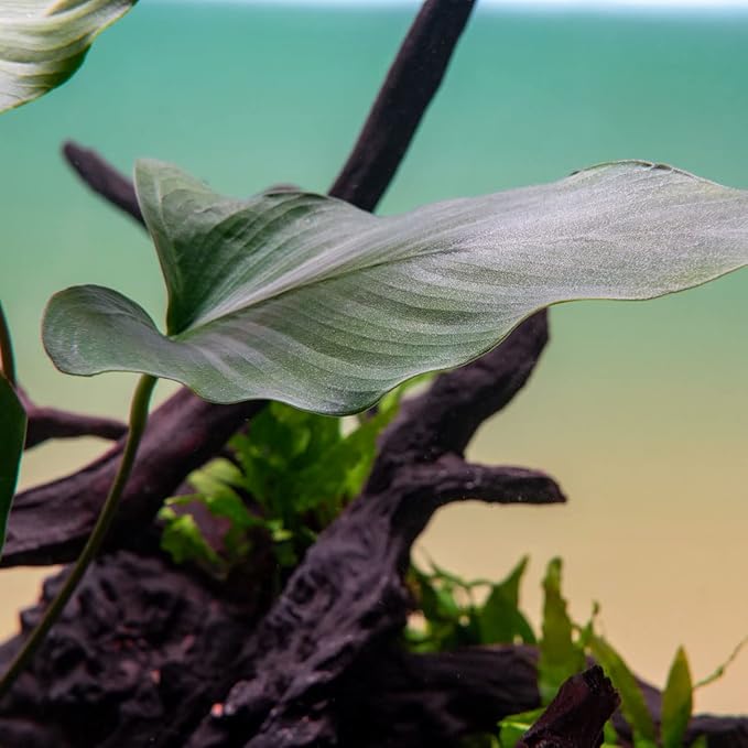 Anubias Live Aquarium Plants - Potted Freshwater Plant for Fish Tanks, Terrariums - Beginner Friendly Low Light (Hastifolia, 1 Pot)-PawvioPets