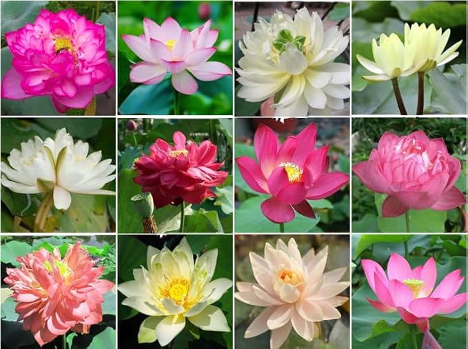 160 Sacred Lotus Seeds for Planting in Water Mixed Flower Color Pink Red White Yellow Multicolor Aquatic Nelumbo nucifera Bonsai Bowl Lotus Seed Lily Ponds Feature Water Gardens (160, Lotus Seed)-PawvioPets