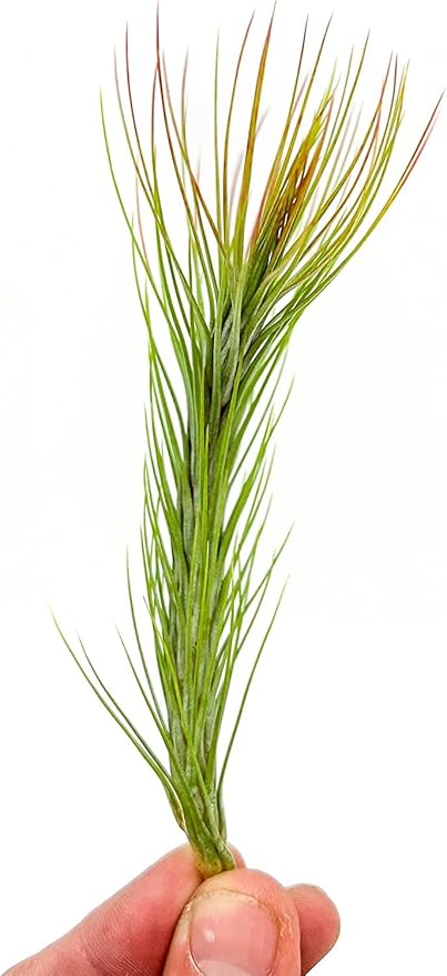 Air Plants - Tillandsia Funckiana Hybrid, Large 5-7" - 2ct - Live Arrival Guaranteed - House Plants for Home Decor & Gift-PawvioPets