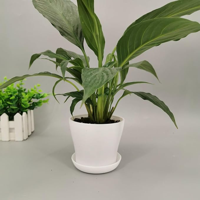 50 Pack 4 Inch Plant Pots Bulk Small Plastic Planters Pots with Drainage Holes Flower Pot for Succulent, Cactus, Herb, African Violet (50pcs-White, 4Inches)-PawvioPets