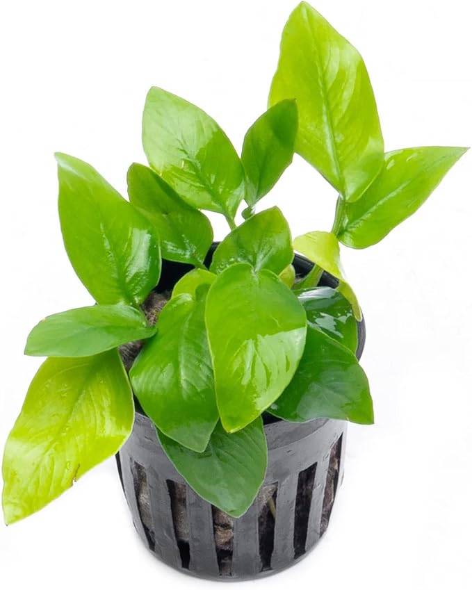 Anubias Live Aquarium Plants - Potted Freshwater Plant for Fish Tanks, Terrariums - Beginner Friendly Low Light (Nana Golden, 5 Pots)-PawvioPets