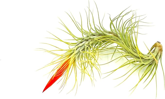 Air Plants - Tillandsia Funckiana Hybrid, Large 5-7" - 2ct - Live Arrival Guaranteed - House Plants for Home Decor & Gift-PawvioPets