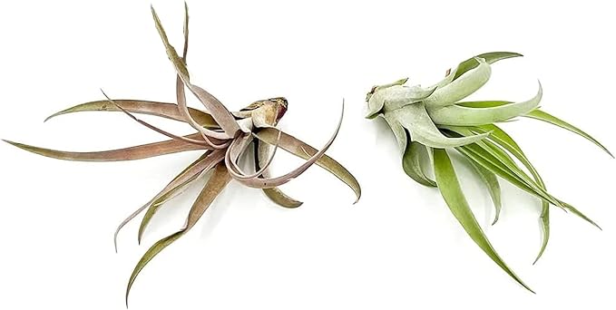 Air Plants - Tillandsia Capitata (Peach), Large 5-7” - 2 ct - Live Arrival Guaranteed - House Plants for Home Decor & Gift-PawvioPets