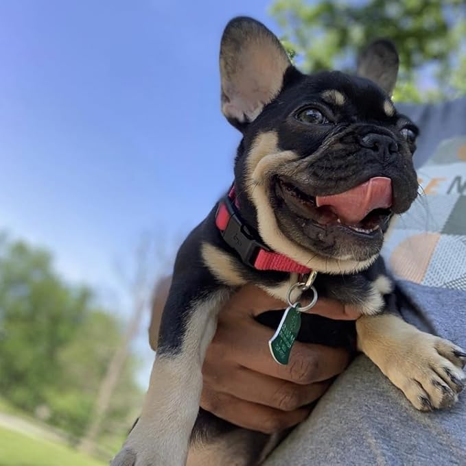 Blueberry Pet X-Small Dog Collar | Dog Collars for Small Dogs | Hot Pink Durable Quick Release Collar | Eco-Friendly French Pink Collar for Female Puppies | Safe Nylon Pet Collar-PawvioPets