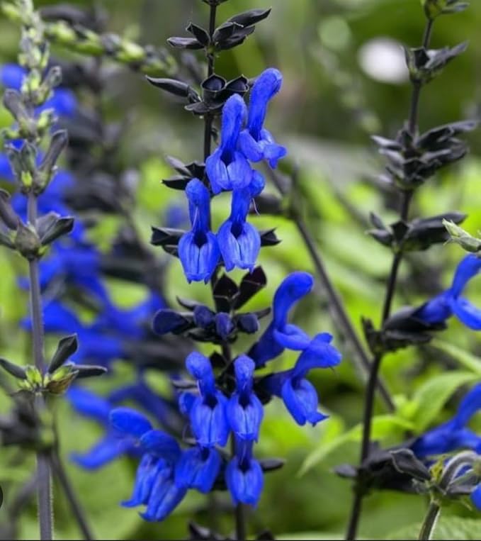 Black and Blue Salvia Guaranitica – Live Perennial Plant 3" Pot – Hummingbirds-PawvioPets