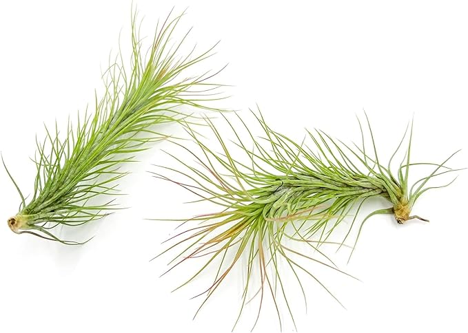 Air Plants - Tillandsia Funckiana, Large 5" - 1ct - Live Arrival Guaranteed - House Plants for Home Decor & Gift-PawvioPets