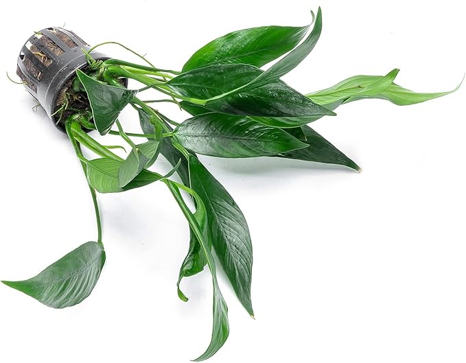 Anubias Live Aquarium Plants - Potted Freshwater Plant for Fish Tanks, Terrariums - Beginner Friendly Low Light (Lanceolata, 1 Pot)-PawvioPets