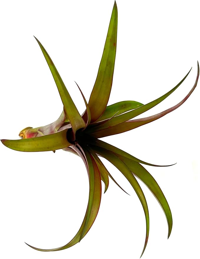 Air Plants - Tillandsia Red Capitata, Large 5-7” - 2 ct - Live Arrival Guaranteed - House Plants for Home Decor & Gift-PawvioPets