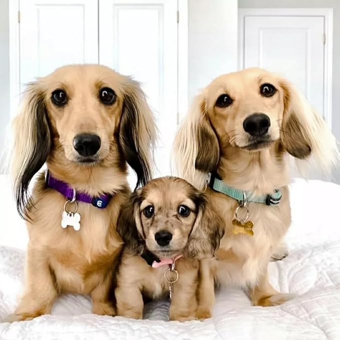 Blueberry Pet Essentials Matching Medium Adjustable & Durable Classic Solid Color Nylon Dog Collars for Medium Dogs | Mint Blue Collar for Girl & Boy Dogs-PawvioPets