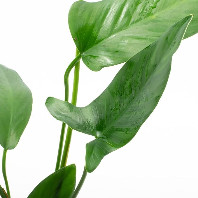 Anubias Live Aquarium Plants - Potted Freshwater Plant for Fish Tanks, Terrariums - Beginner Friendly Low Light (Hastifolia, 1 Pot)-PawvioPets