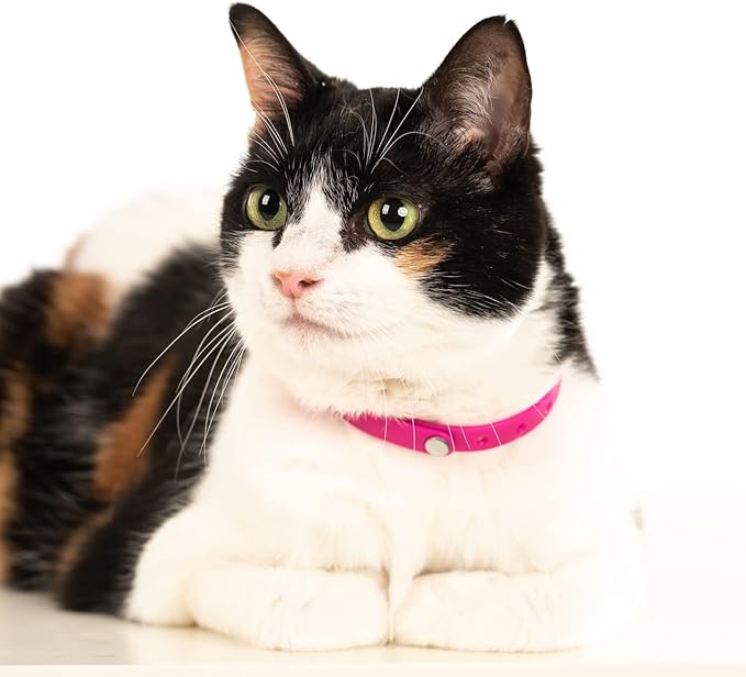 5 Pack Breakaway Cat Collar - Soft, Comfortable, and Lightweight Safety Buckle Collar with ID Tag Ring for Outdoor Cats and Kittens by Nuvuq (6 ⅞" to 10 ¼", Red, Orange, Pink, Blue and Black)-PawvioPets