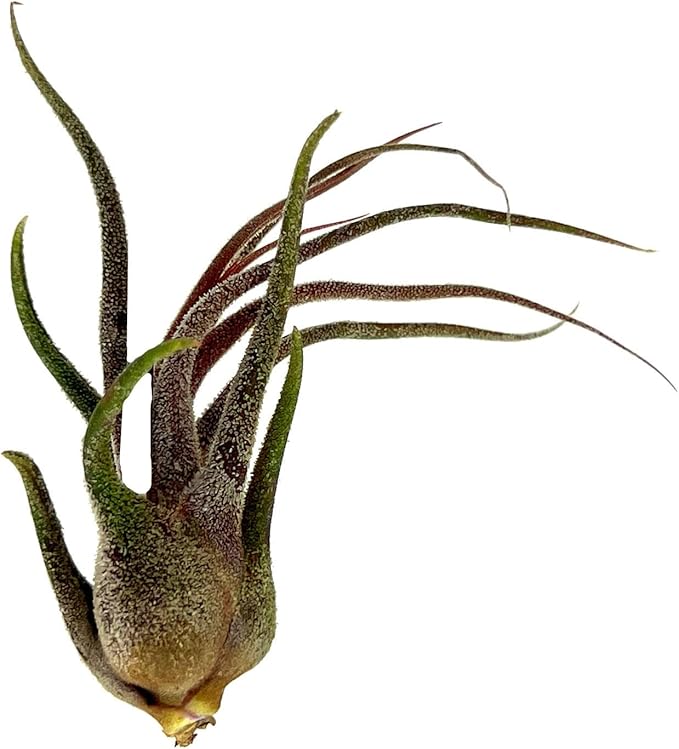 Air Plants - Tillandsia Pruinosa, Large 3-5" - 3ct - Live Arrival Guaranteed - House Plants for Home Decor & Gift-PawvioPets