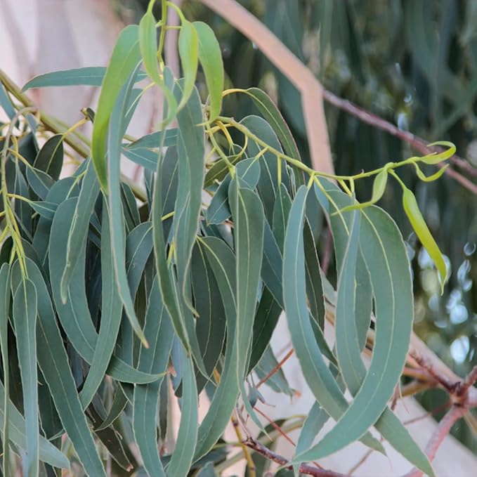 Aromatics International Eucalyptus Hydrosol 100ml | Natural Aromatic Spray for Daily Use-PawvioPets