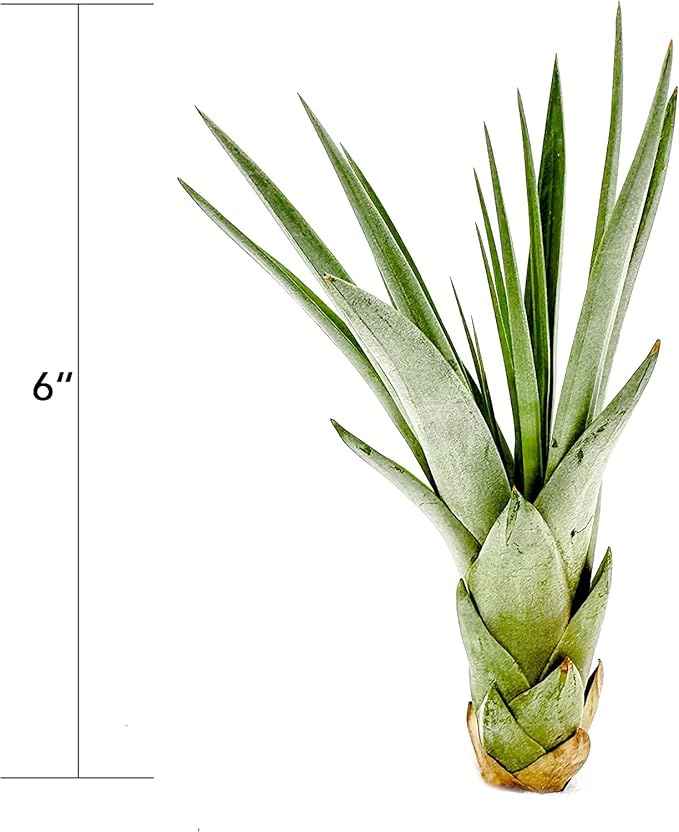 Air Plants - Tillandsia Fasciculata Tricolor, Large 4-6" - 2ct - Live Arrival Guaranteed - House Plants for Home Decor & Gift-PawvioPets