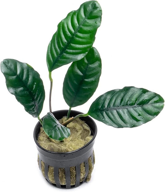 Anubias Live Aquarium Plants - Potted Freshwater Plant for Fish Tanks, Terrariums - Beginner Friendly Low Light (Barteri Coffeefolia, 3 Pots)-PawvioPets