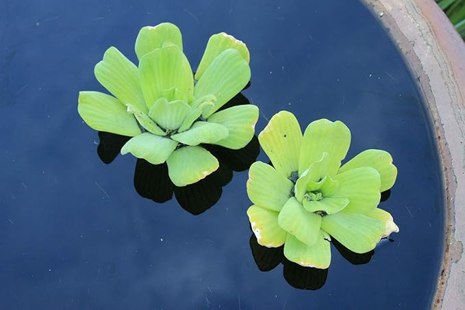 2 Water Lettuce + 2 Water Hyacinth Bundle - Floating Live Pond Plants-PawvioPets