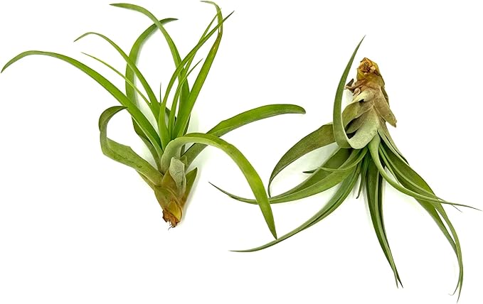 Air Plants - Tillandsia Capitata (Peach), Large 5-7” - 2 ct - Live Arrival Guaranteed - House Plants for Home Decor & Gift-PawvioPets