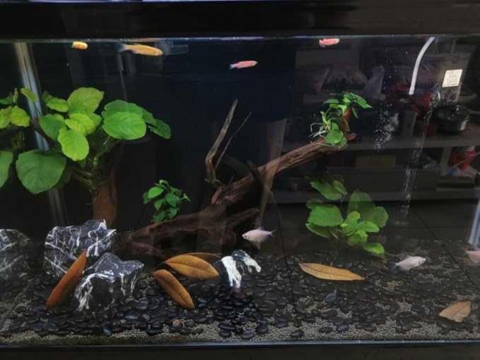 20 lbs Black Pebbles for Plants, 0.8-1.2 inch River Rocks for Landscaping, Decorative Stones for Vase Fillers, Fish Tank Gravel and Garden Rocks-PawvioPets