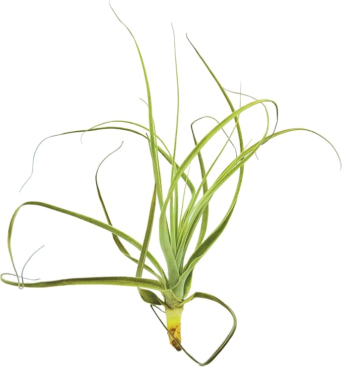 Air Plants - Tillandsia Straminea Jumbo 6-9" - 1ct - Live Arrival Guaranteed - House Plants for Home Decor & Gift-PawvioPets