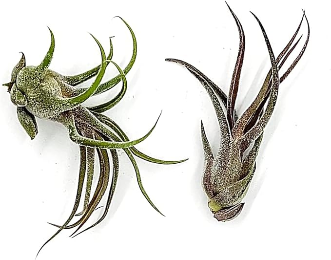 Air Plants - Tillandsia Pruinosa, Large 3-5" - 2ct - Live Arrival Guaranteed - House Plants for Home Decor & Gift-PawvioPets