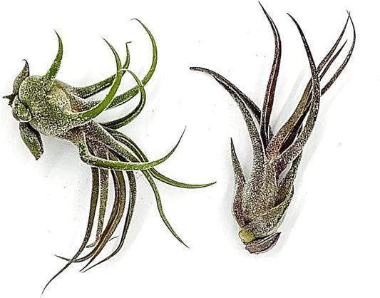 Air Plants - Tillandsia Pruinosa, Large 3-5" - 2ct - Live Arrival Guaranteed - House Plants for Home Decor & Gift-PawvioPets