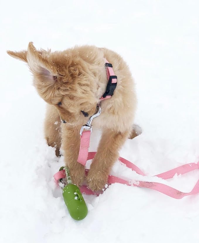 Blueberry Pet Essentials Small Dog Collar in Fuchsia Pink | Adjustable & Eco-Friendly Durable Nylon Strap | Classic Collar for Small Dogs, Boy & Girl Pets-PawvioPets