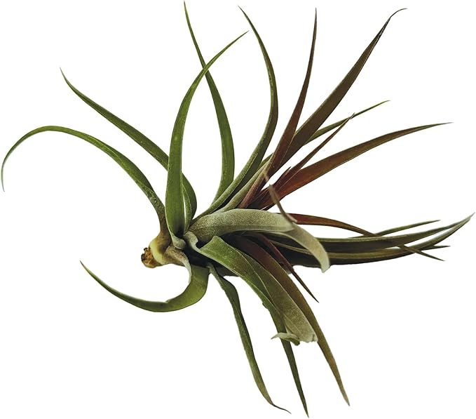 Air Plants - Tillandsia Brachycaulos Abdita, Large 4-6" - 1 ct - Live Arrival Guaranteed - House Plants for Home Decor & Gift-PawvioPets