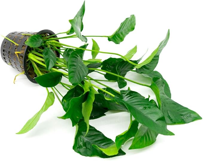 Anubias Live Aquarium Plants - Potted Freshwater Plant for Fish Tanks, Terrariums - Beginner Friendly Low Light (Barteri Striped, Mother Plant)-PawvioPets