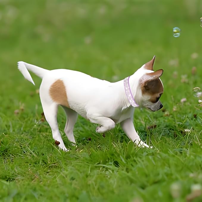 Cute Dog Collar with Bling Rhinestone, Fancy Crystal Diamond Glitter Pretty Jewel Soft Cat Collars for Small Medium Large Breed Dogs Girl Female Pet Puppy Kitten Terrier, Black XXL-PawvioPets