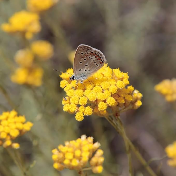 Aromatics International Helichrysum Hydrosol 100ml | Aromatic Mist for Space Refreshing-PawvioPets