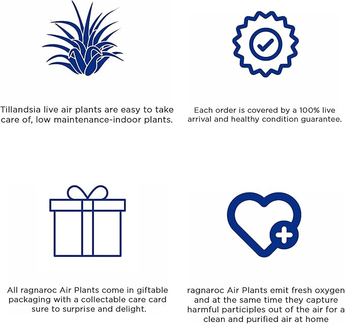 Air Plants - Tillandsia Cacticola, Jumbo 6-9" - 3ct - Live Arrival Guaranteed - House Plants for Home Decor & Gift-PawvioPets