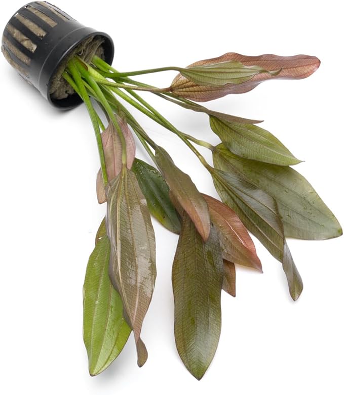 Echinodorus Rose Sword Live Plant for Freshwater Aquariums, Natural Fish Tank Decorations, and Aquatic Decor (1 Pot (2-3 Plants))-PawvioPets