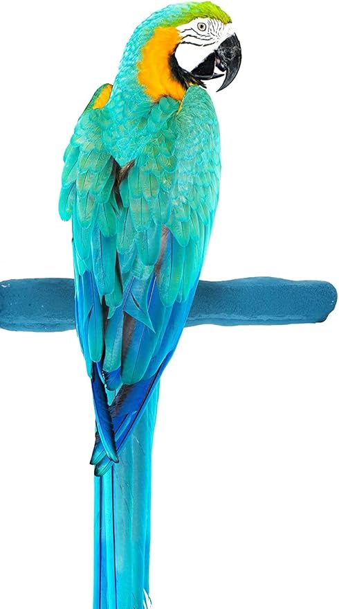 Comfort Grip Safety Perch for Bird Cages - Pedicure Perch for Birds to Keep Nails and Beaks in Top Condition - Safe Easy to Install Bird Cage Accessories - L 13"-PawvioPets