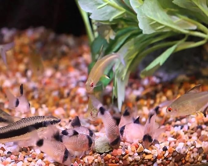 Aquatic Foods Inc. Wafers 3.5mm - 1/8" Intense Color Enhancing Sinking Micro Wafers for All Tropical Fish, Cichlids, Catfish, Plecos, All Bottom Fish, Shrimp, Snails, Crabs, …11oz Small Jar-PawvioPets