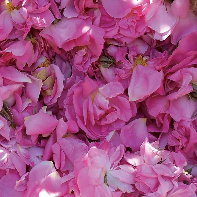 Aromatics International Rose Otto Damascena Hydrosol 100ml | Luxurious Floral Aromatic Mist-PawvioPets