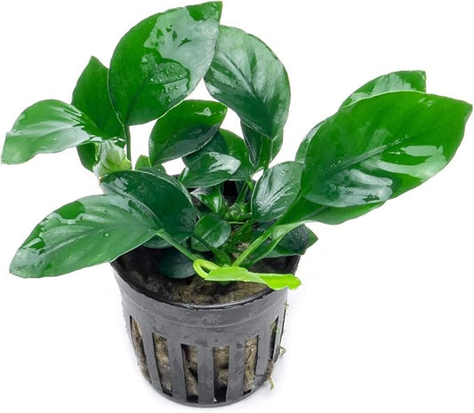 Anubias Live Aquarium Plants - Potted Freshwater Plant for Fish Tanks, Terrariums - Beginner Friendly Low Light (Barteri, 1 Pot)-PawvioPets