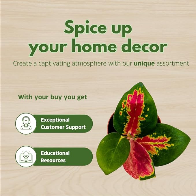 BubbleBlooms Aglaonema Assortment 2 inch Set of 4-PawvioPets