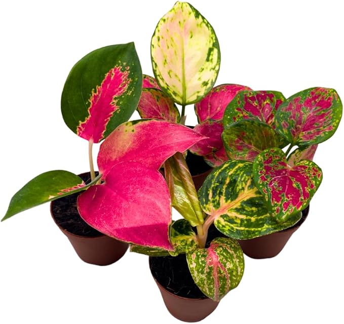 BubbleBlooms Aglaonema Assortment 2 inch Set of 4-PawvioPets