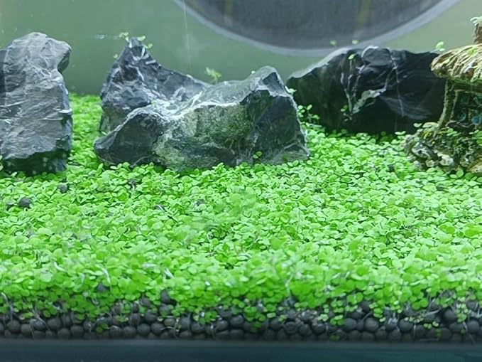 4 Pack Aquarium Plant S.e.e.ds, no Artificial Plastic Plant, Fish Tank Live Grass for All Substrate (0.36ozTiny+0.36oz Long+0.36oz Short+0.36oz Big Dual) ZQV-005-PawvioPets