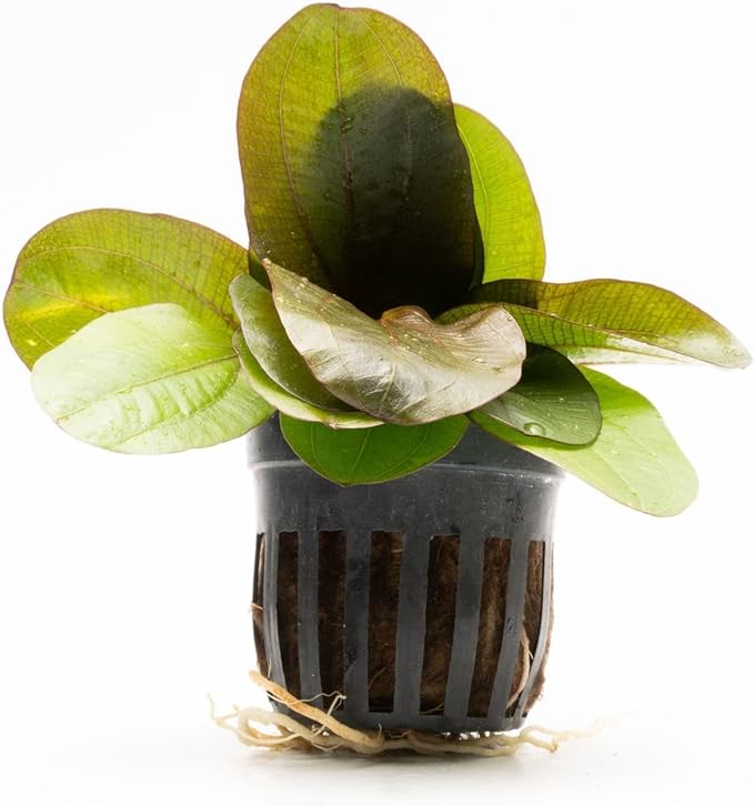 Echinodorus Reni Sword Live Plant for Freshwater Aquariums, Natural Fish Tank Decorations, and Aquatic Decor (1 Pot (2-3 Plants))-PawvioPets