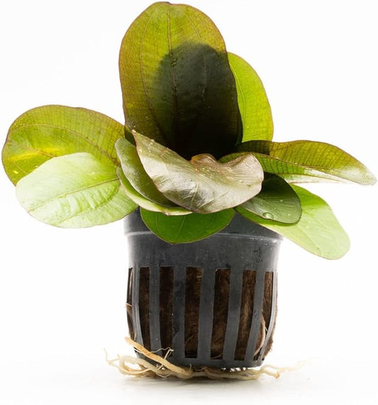 Echinodorus Reni Sword Live Plant for Freshwater Aquariums, Natural Fish Tank Decorations, and Aquatic Decor (1 Pot (2-3 Plants))-PawvioPets