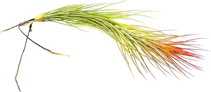 Air Plants - Tillandsia Funckiana Hybrid, Large 5-7" - 2ct - Live Arrival Guaranteed - House Plants for Home Decor & Gift-PawvioPets