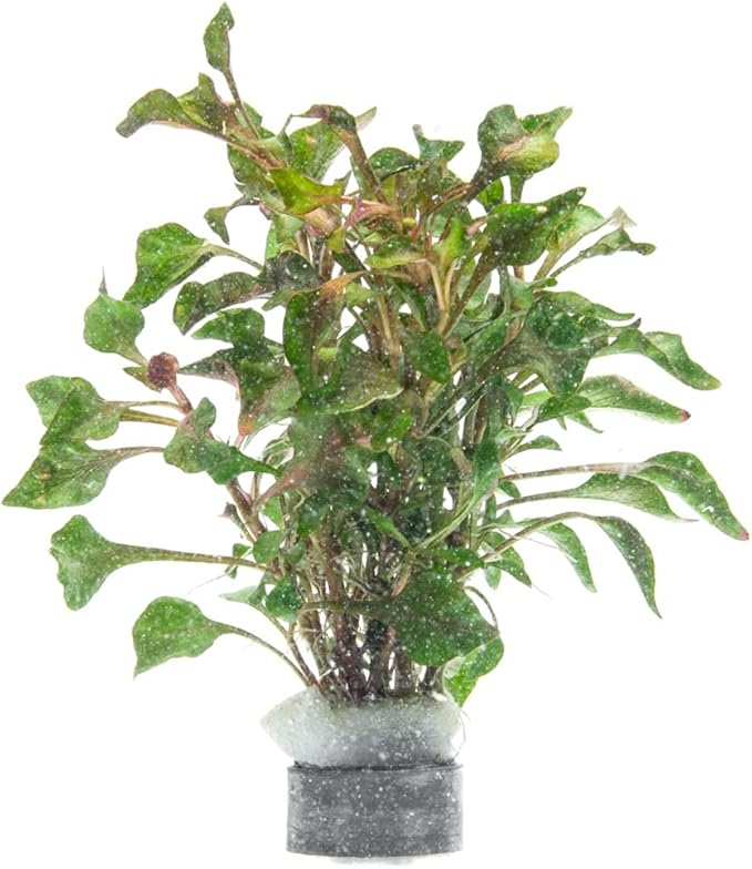 Alternanthera Bettzickiana - Decorative Live Aquatic Plant for Terrariums and Paludariums - (Bettzickiana, 1 Bunch)-PawvioPets