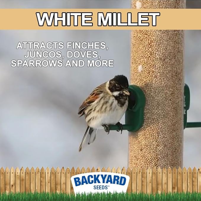 CountryMax White Proso Millet Unhulled Bulk Wild Bird Seed (16 Pounds)-PawvioPets