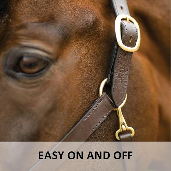 Dura-Tech Premier Lancaster Leather Halter for Horses | Simple Economy Leather Halter with Adjustable Fit & Solid Brass Hardware-PawvioPets