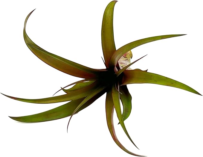 Air Plants - Tillandsia Red Capitata, Large 5-7” - 1ct - Live Arrival Guaranteed - House Plants for Home Decor & Gift-PawvioPets