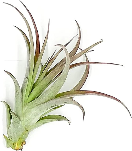 Air Plants - Tillandsia Brachycaulos Multiflora, Jumbo 5-7" - 1 ct - Live Arrival Guaranteed - House Plants for Home Decor & Gift-PawvioPets