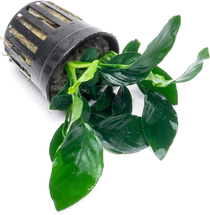 Anubias Live Aquarium Plants - Potted Freshwater Plant for Fish Tanks, Terrariums - Beginner Friendly Low Light (Barteri, 3 Pots)-PawvioPets